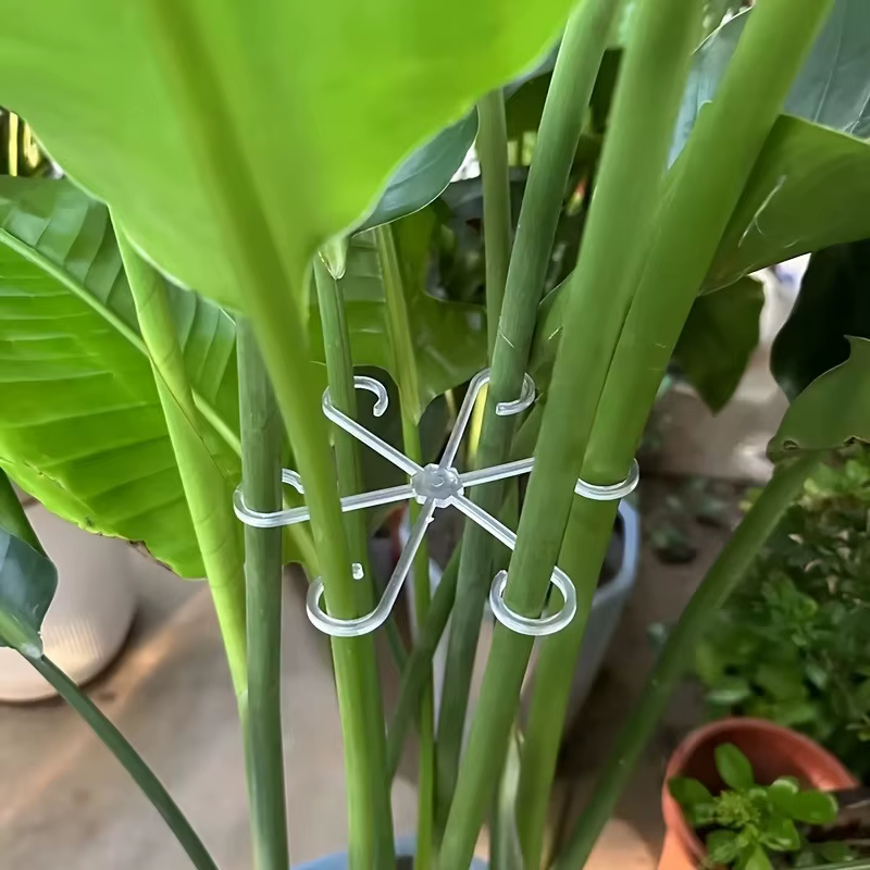 Support transparent pour plantes