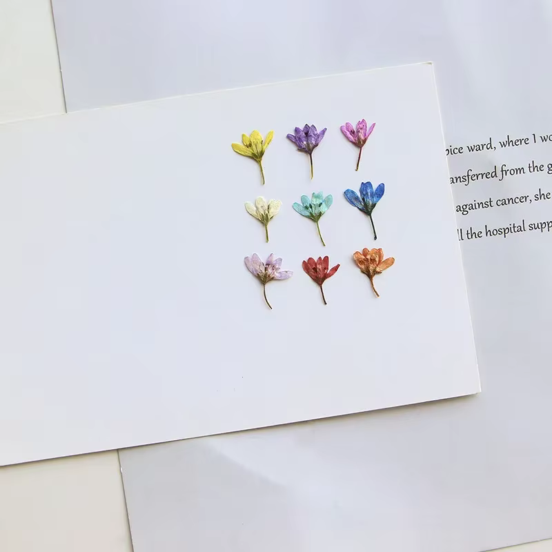 Lot de 12 mini-fleurs séchées de Pennisetum pressées de 1-2 cm pour la fabrication de marque-pages DIY