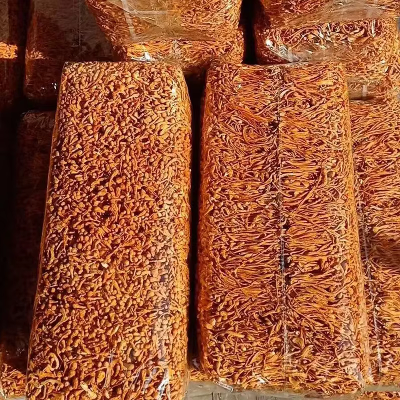 Fleur de Cordyceps séchée naturelle premium | Pour la beauté et le bien-être