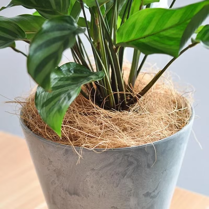 Couvercle de pot de fleurs en fibre de cosse AMP naturelle