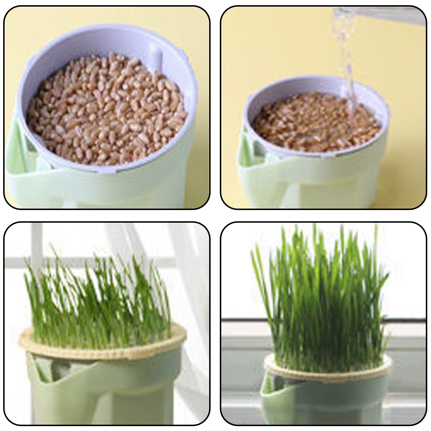 Tasse de plantation d'herbe de chat hiérarchique