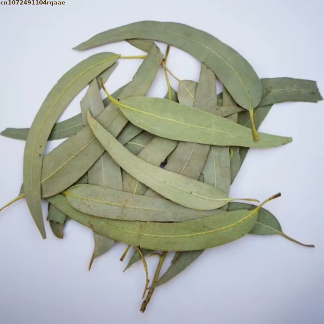 Feuilles d'eucalyptus séchées naturelles