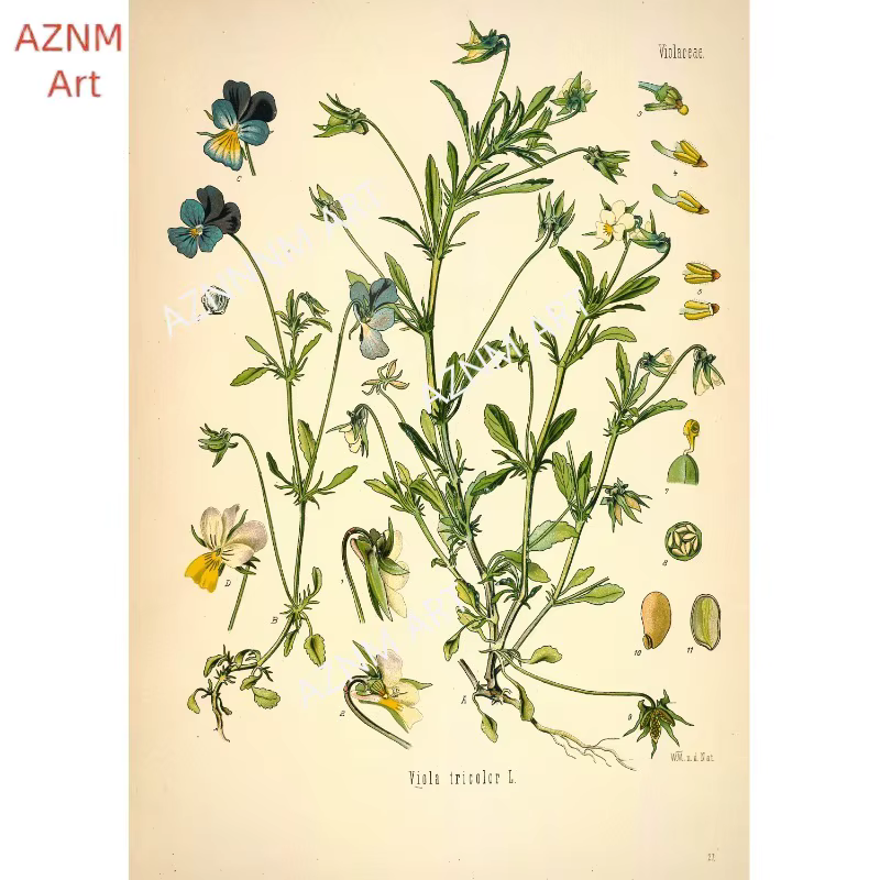 Affiches d'impression de jardin de fleurs botaniques vintage