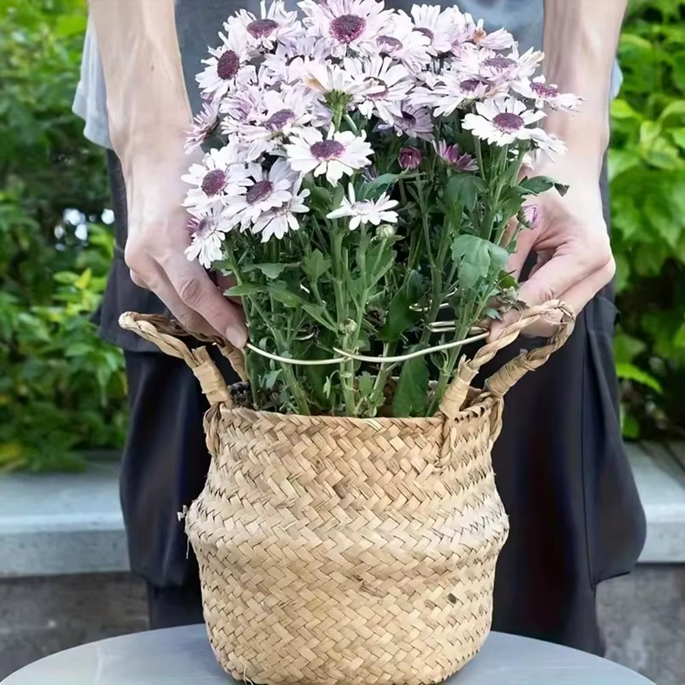 Clips de Support de tige de plante