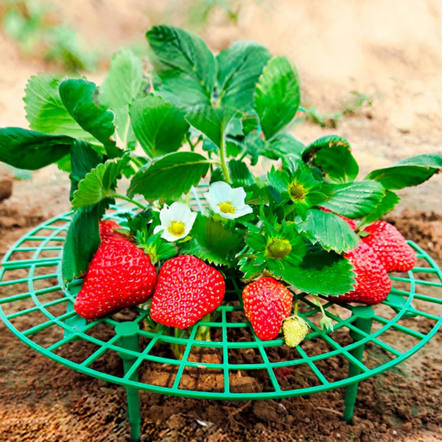20/40PCS Supports de plantation pour fraises