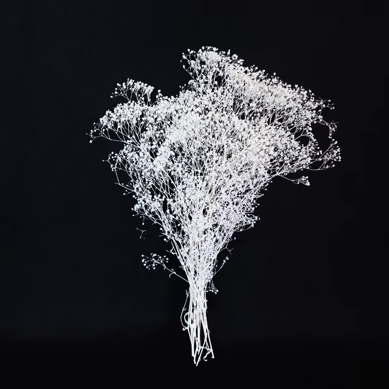 Pouvez-vous psophila Naturelle pour Décoration de ixIntérieure