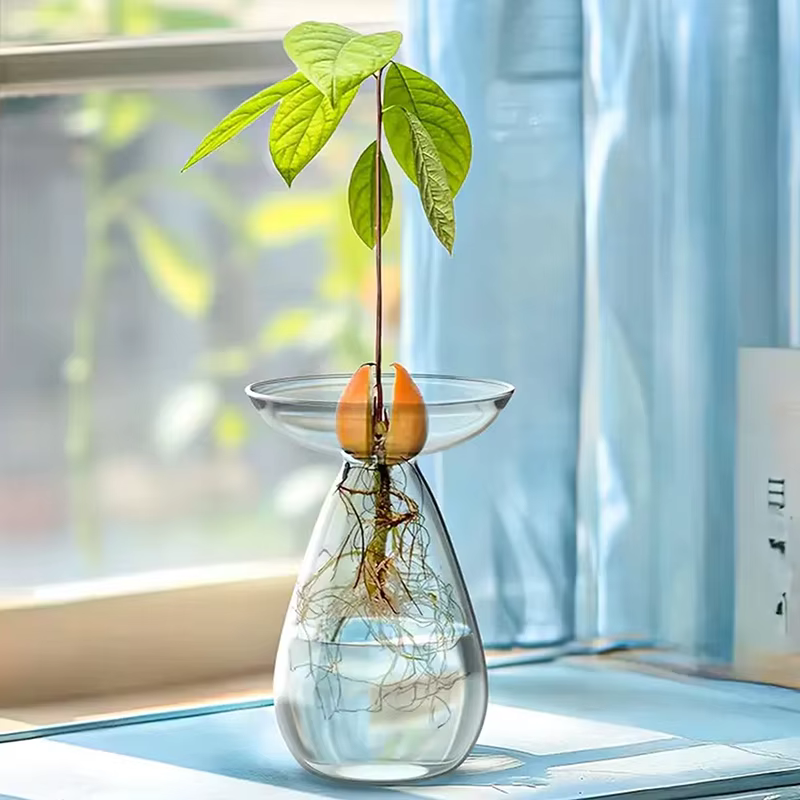 Vase hydroponique Transparent coloré d'avocat
