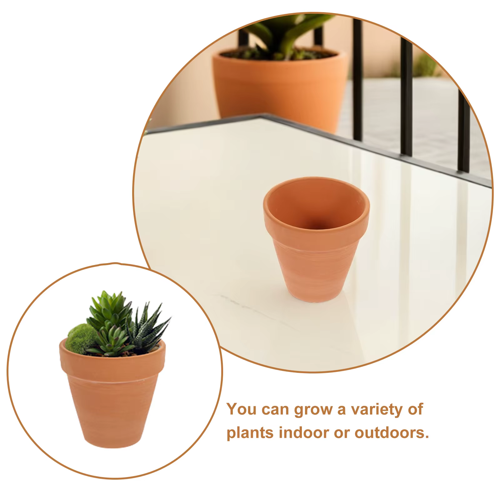 Pot de fleurs succulentes