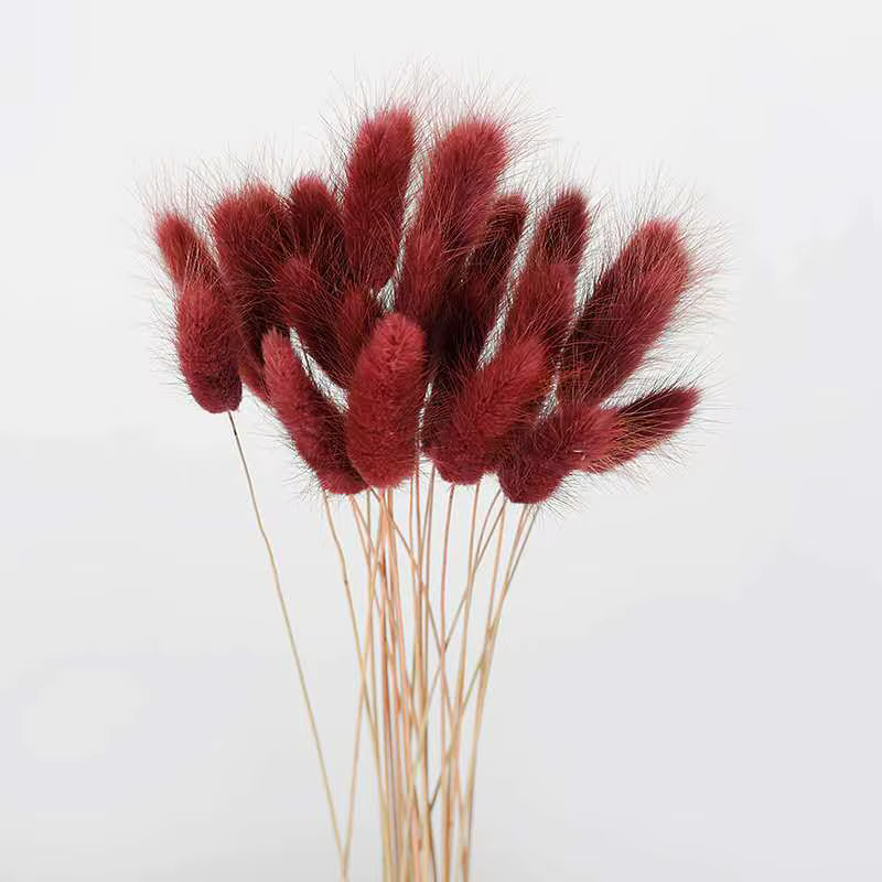 Bouquet d'herbe de pampas blanc naturel
