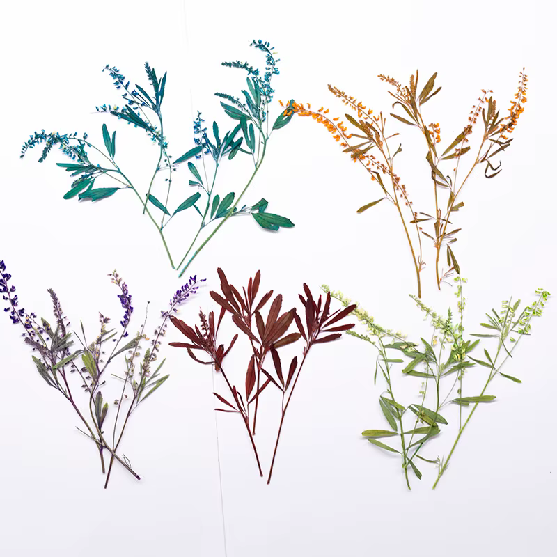 24 pièces, Fleurs de Mélilot Naturelles Pressées