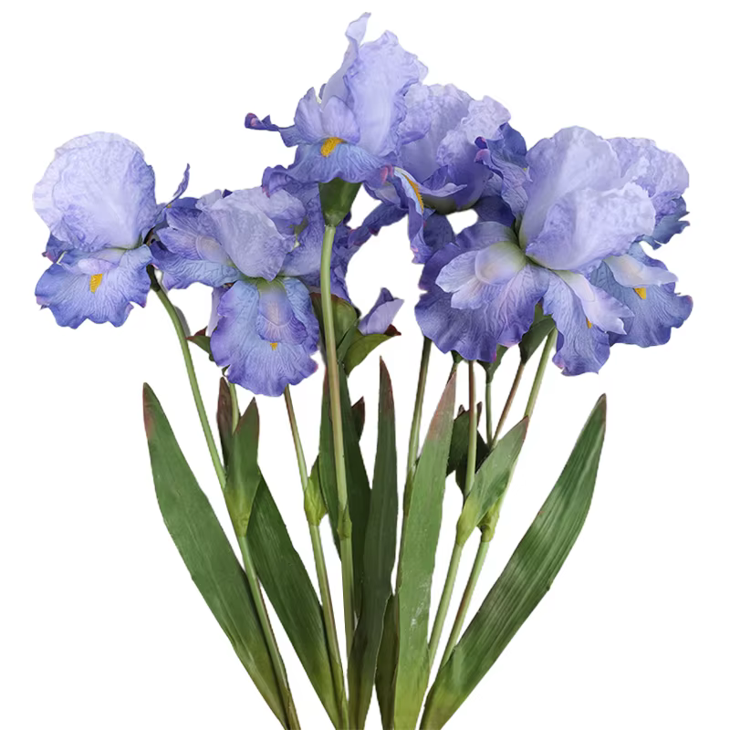 Fleurs injirlandaises Alice Iris