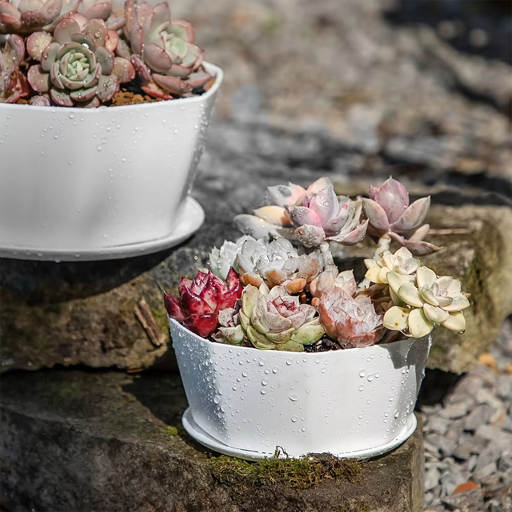 Pot de fleurs pour plantes succulentes