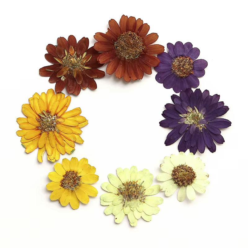 Kit d'art de fleurs pressées réelles