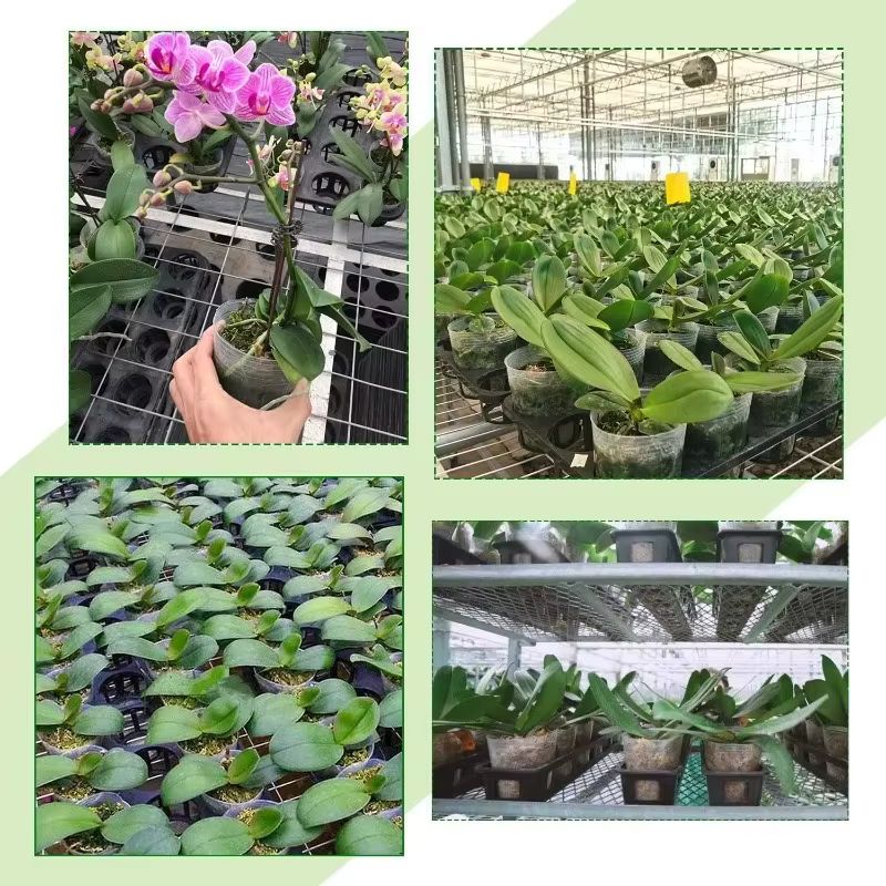 Pot de fleurs Transparent pour plantes