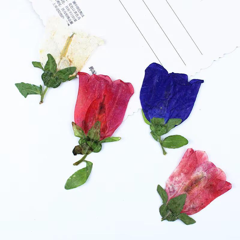12 pièces, Kit d'artisanat de fleurs pressées séchées Campanula