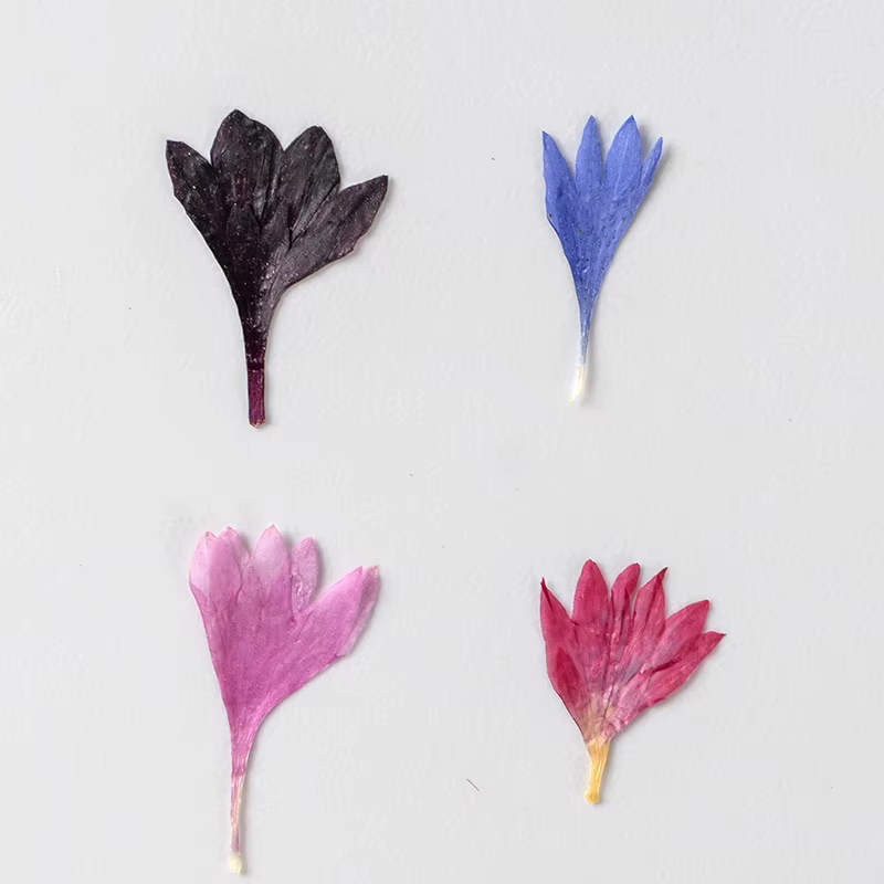 Fleur de centagaine séchée pressée