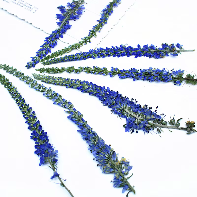 12 pièces, fleurs de lavande de Salvia violet séchées