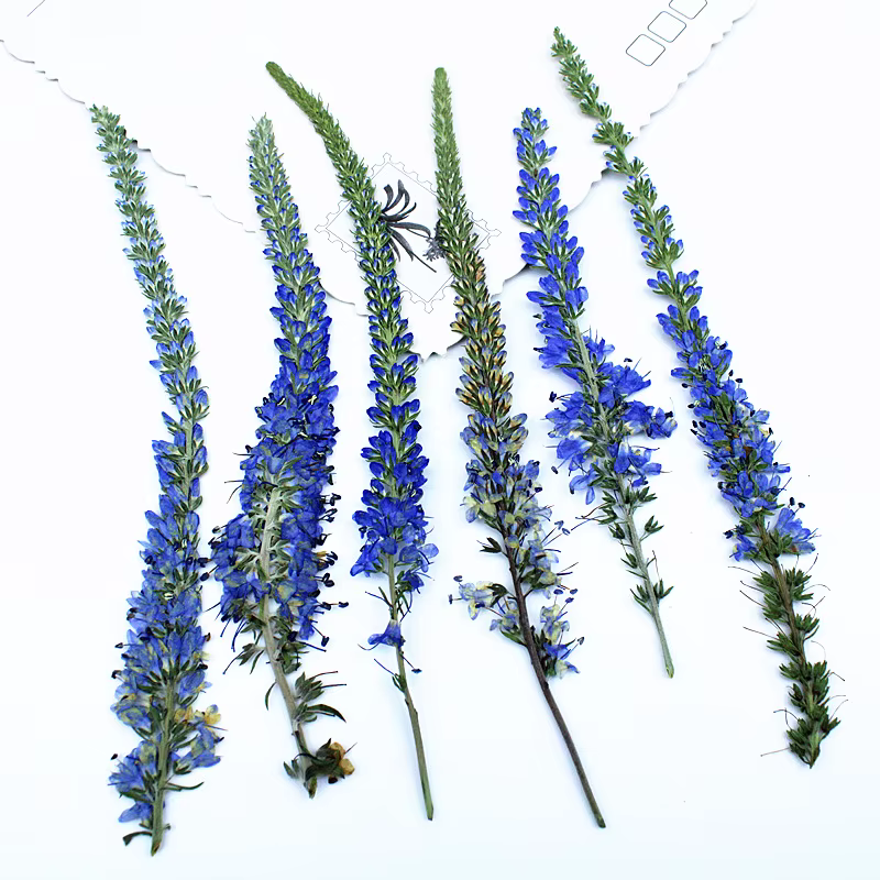 12 pièces, fleurs de lavande de Salvia violet séchées