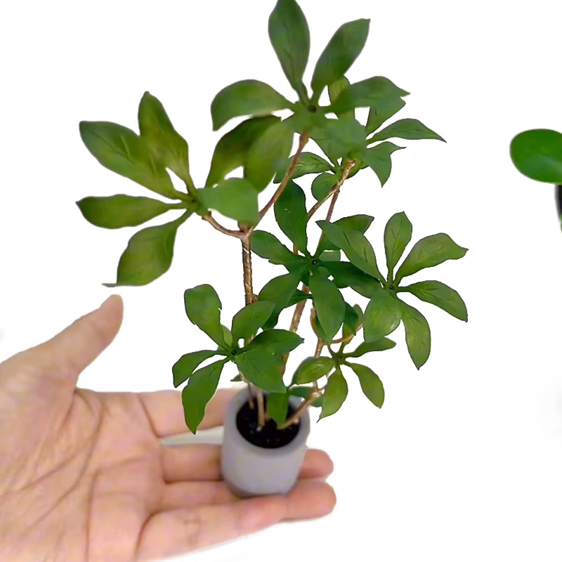 Plante en pot l'inventaire pour maison de courses