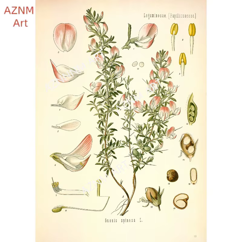Affiches d'impression de jardin de fleurs botaniques vintage