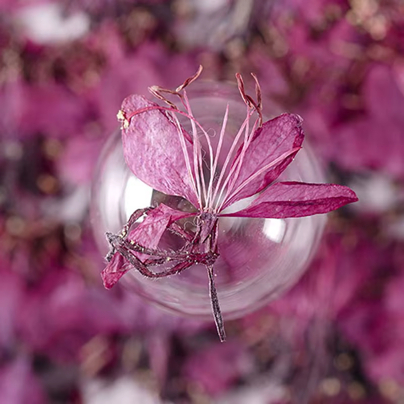 Véritables fleurs de Murcia séchées naturelles