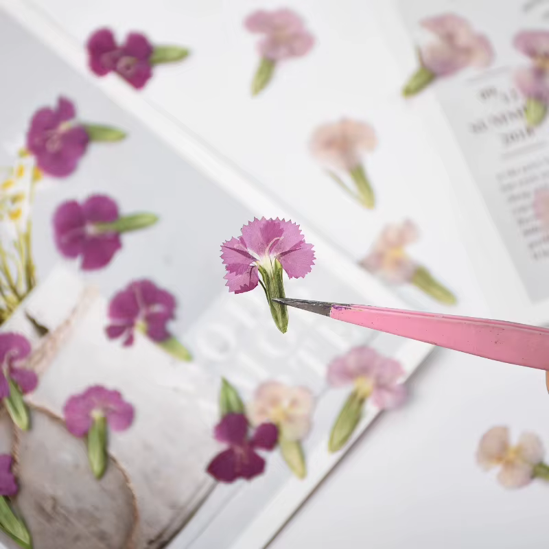 24 pièces/2-3CM, œillet naturel fleur séchée en relief acacia prune vraie