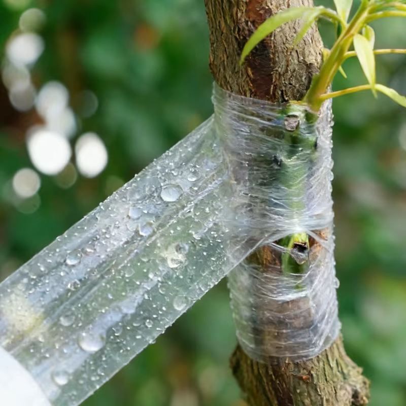Ruban de greffage extensible pour plantes