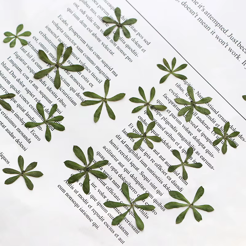 Nature Green Leaves Pressed Flower