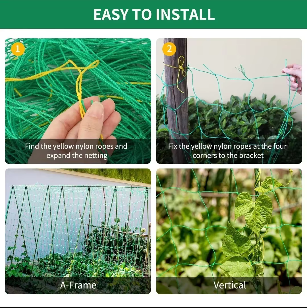 Pergolas de treillis pour plantes