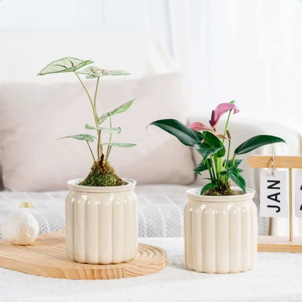 Mini jardinière hydroponique pour plantes succulentes d'intérieur