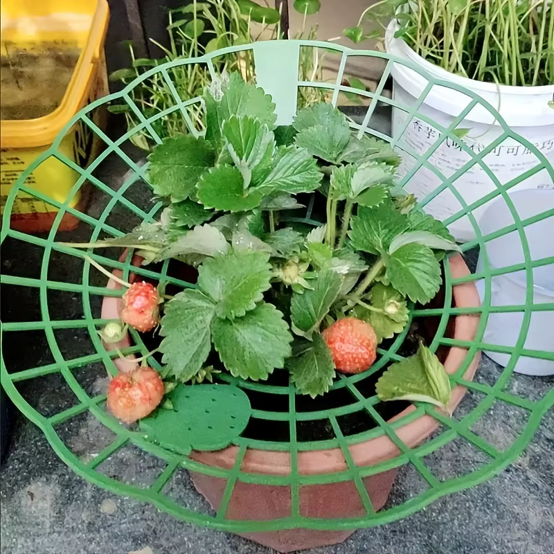 Support de culture pour fraises avec pieds