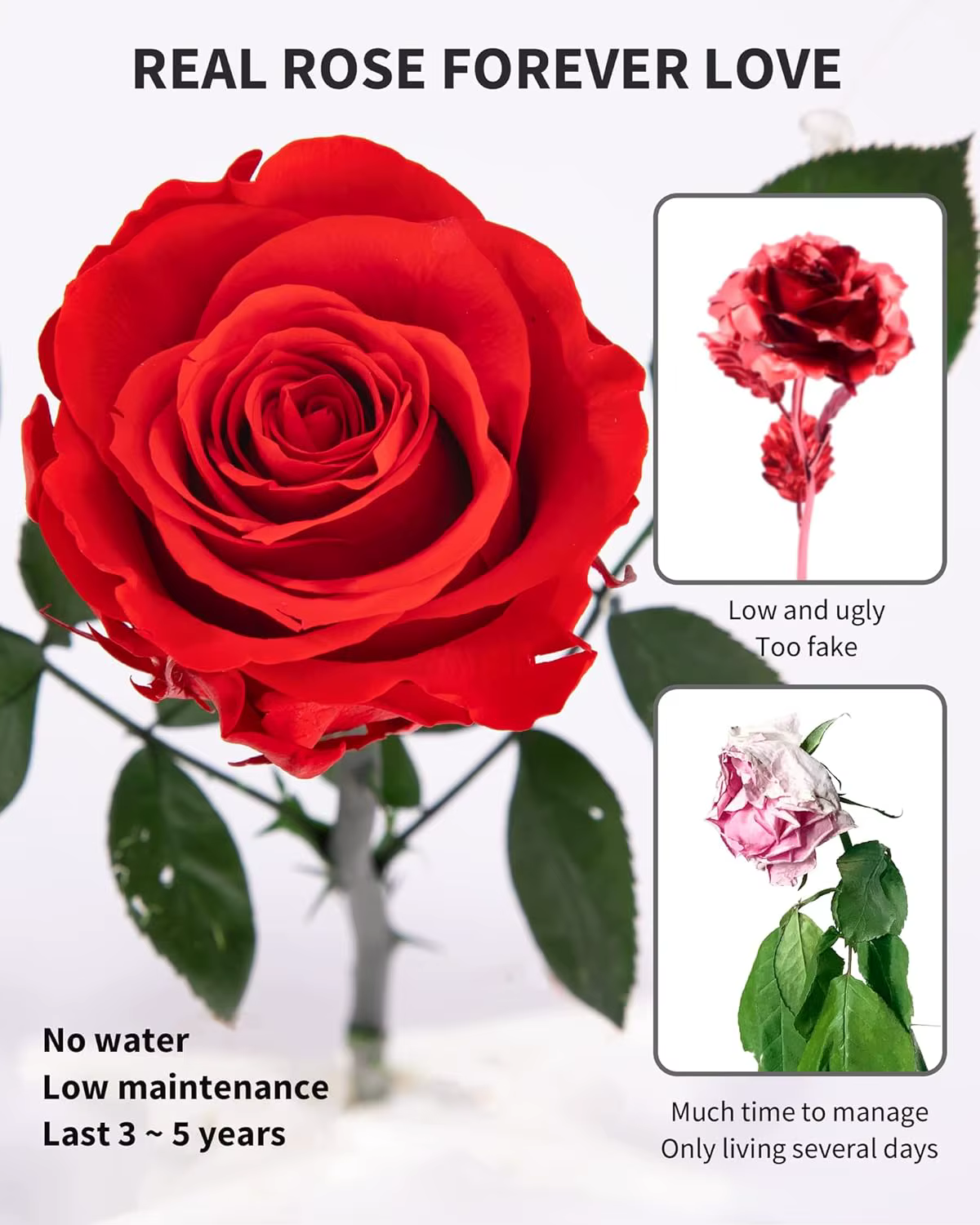 Rose éternelle préservée pour femme