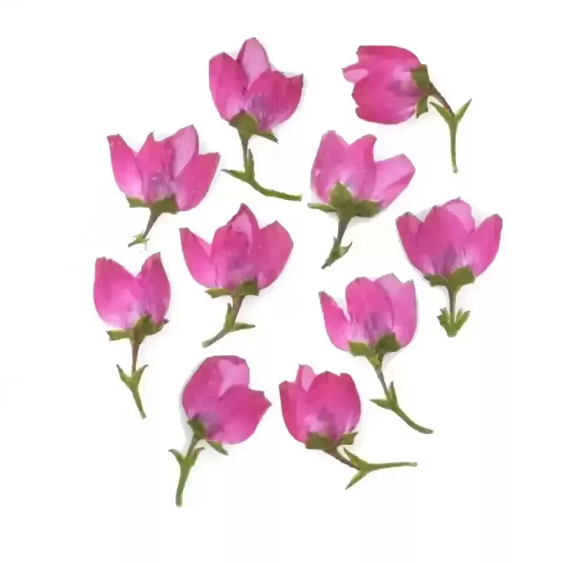 100 mini-fleurs séchées pressées roses d'Aidia canthioïde pour herbarium