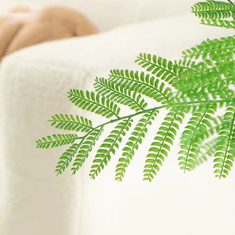 Simulation de plante verte Jacaranda