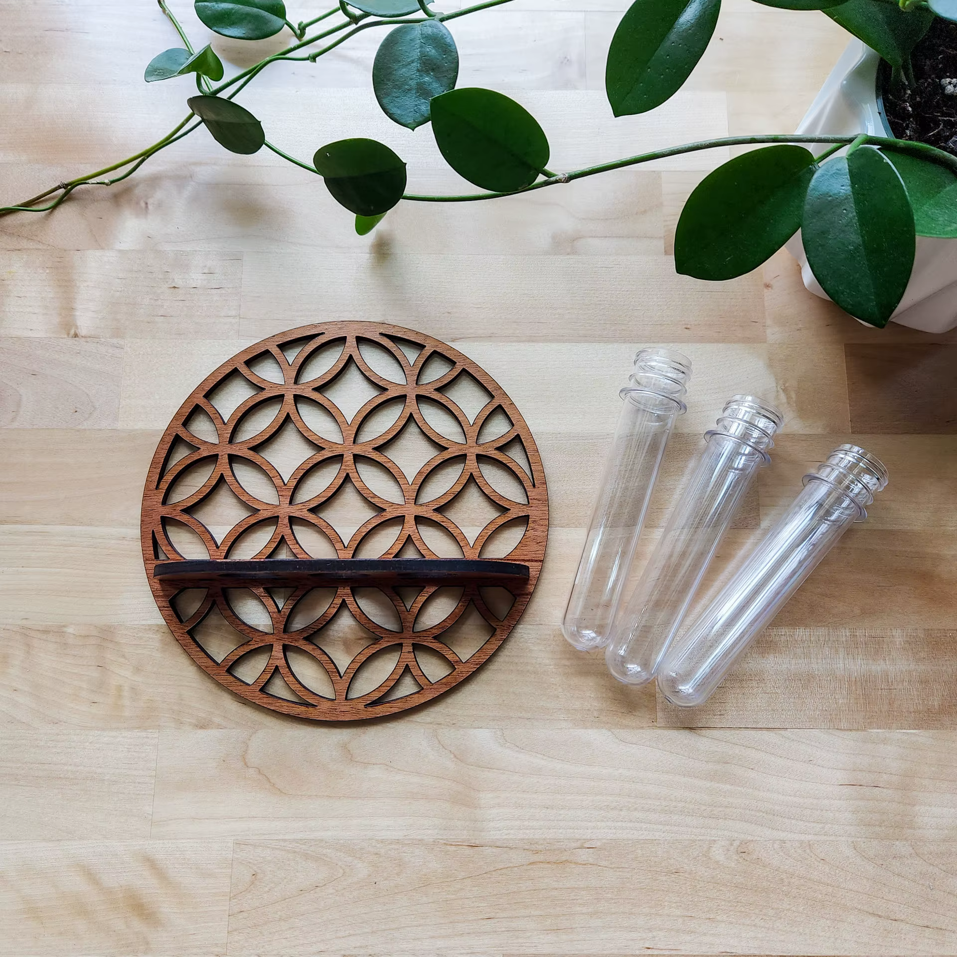 Terrarium vertical avec verre pour plante