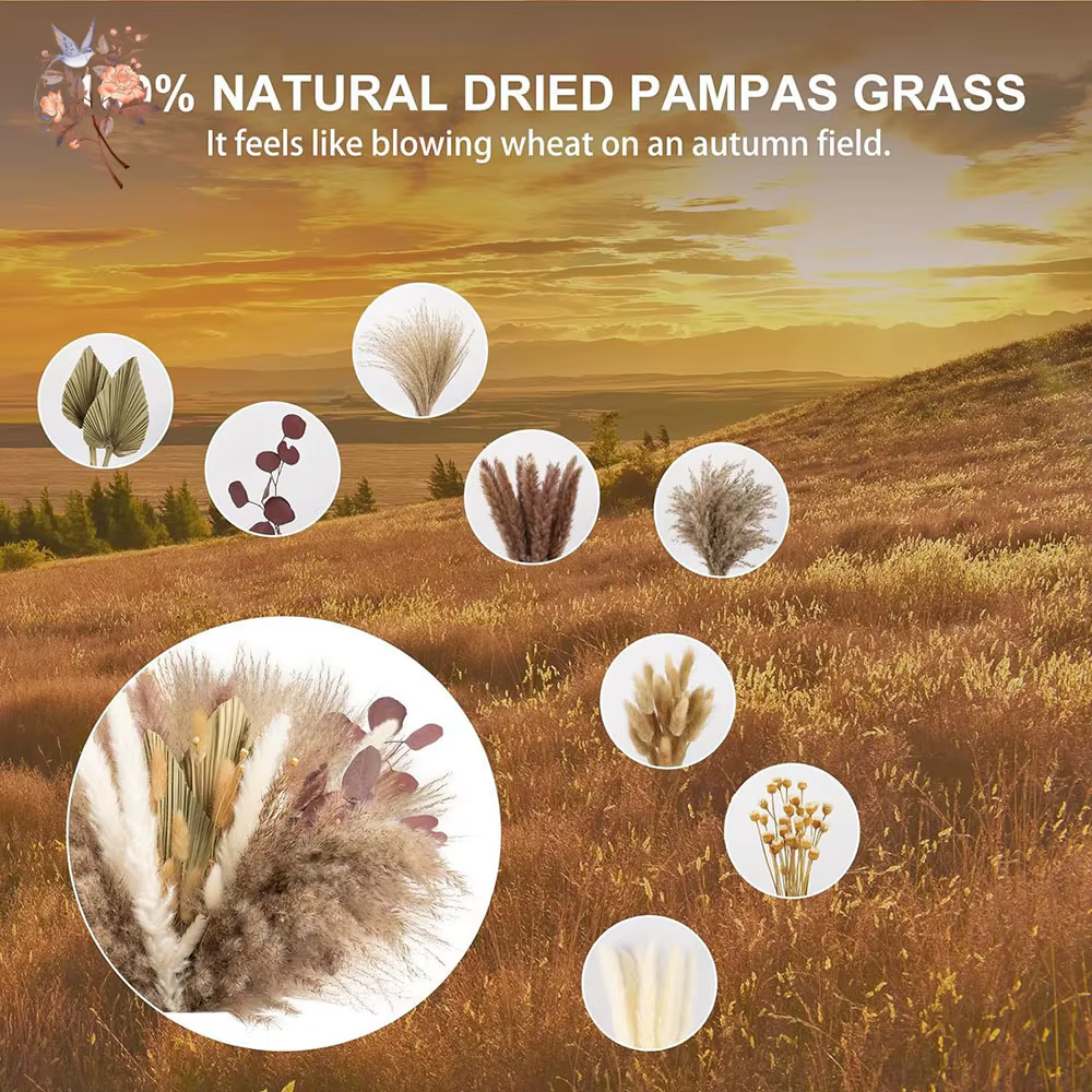 Herbe de la Pampa duveteuse