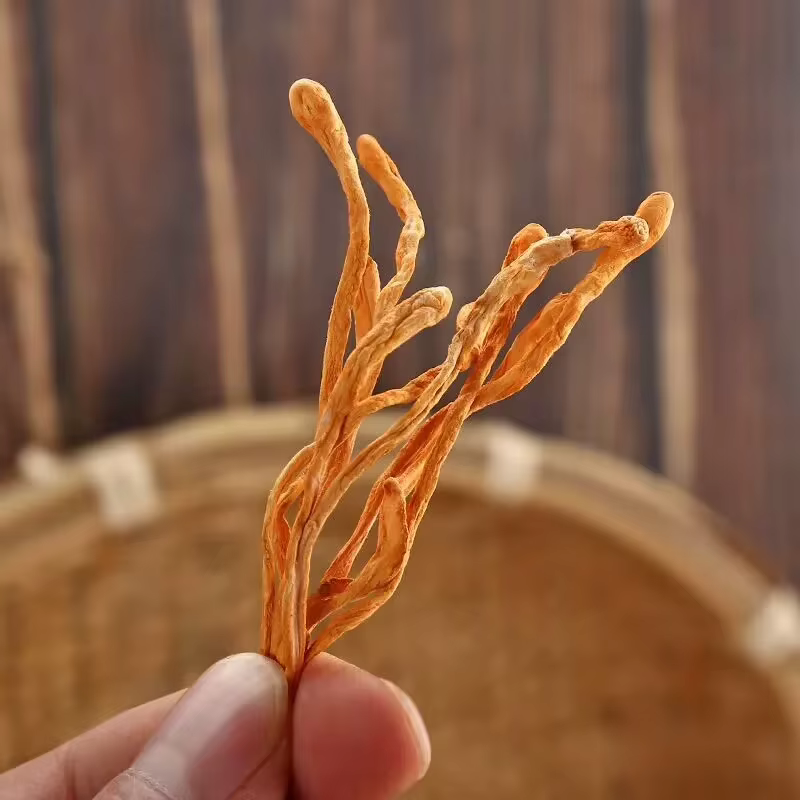 Fleur de Cordyceps séchée naturelle premium | Pour la beauté et le bien-être