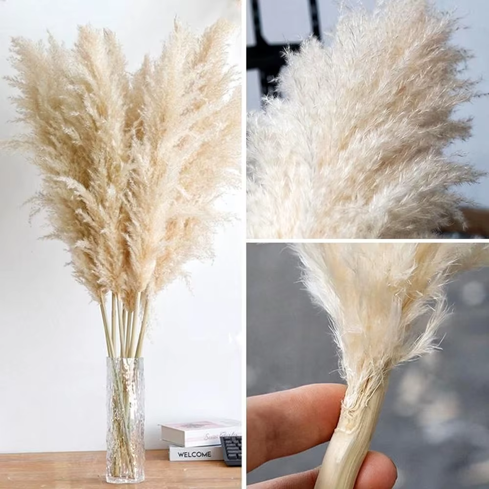 Grand Plume d'herbe de Pampa séchée de 110 à 120cm