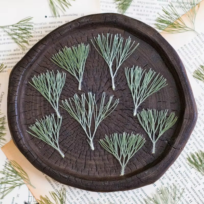 24 pièces, fleurs séchées pressées naturelles Kochia