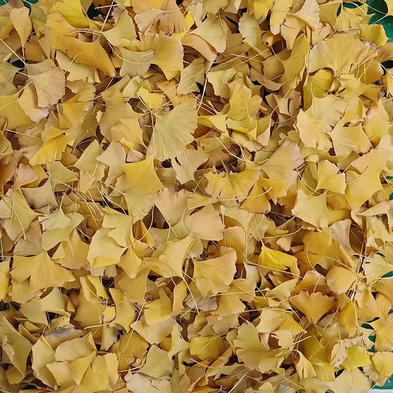 Feuilles de Ginkgo Biloba séchées naturelles