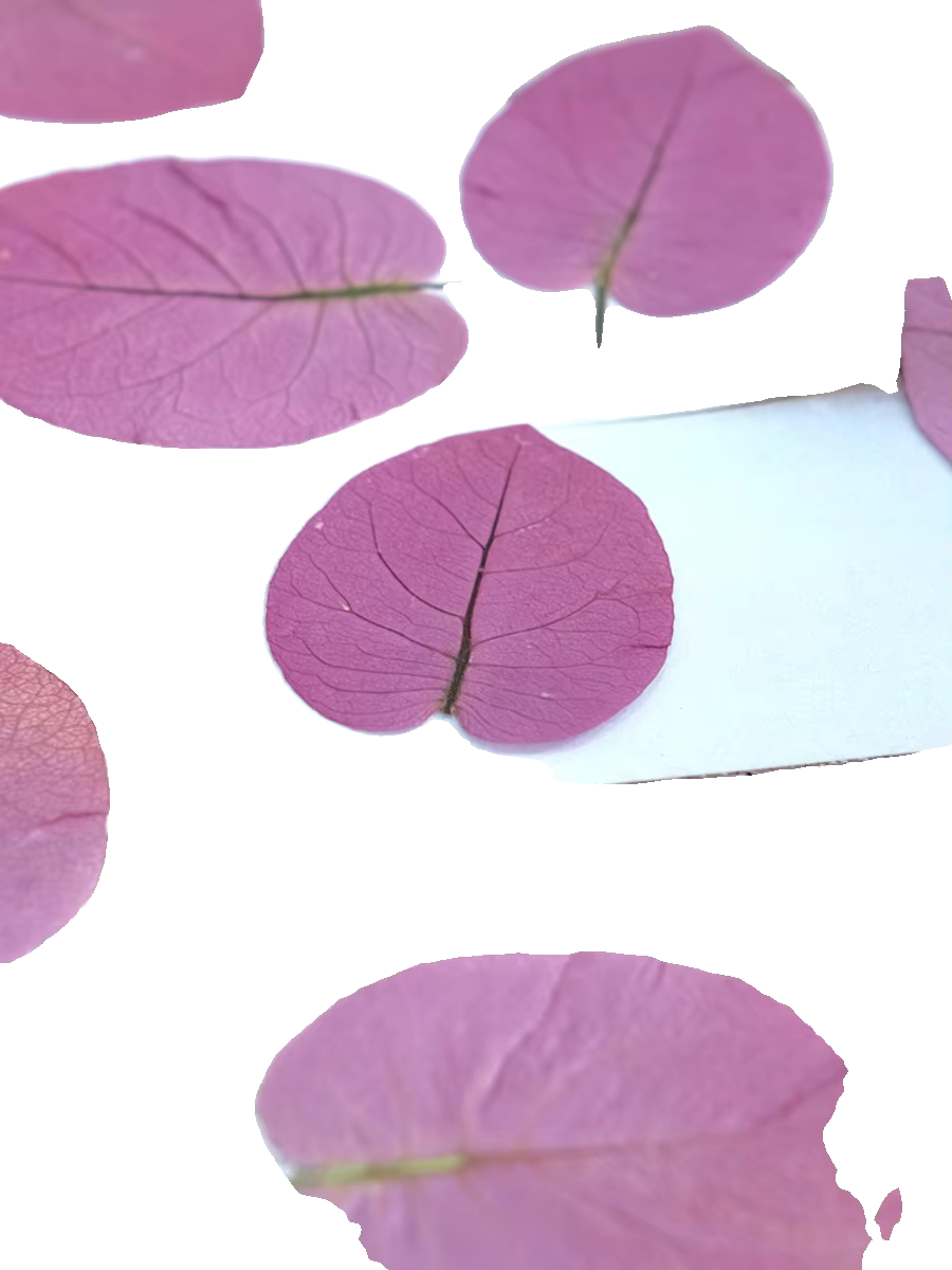 3-5cm/24 pièces, Fleurs de Bougainvillea Glabra pressées naturelles