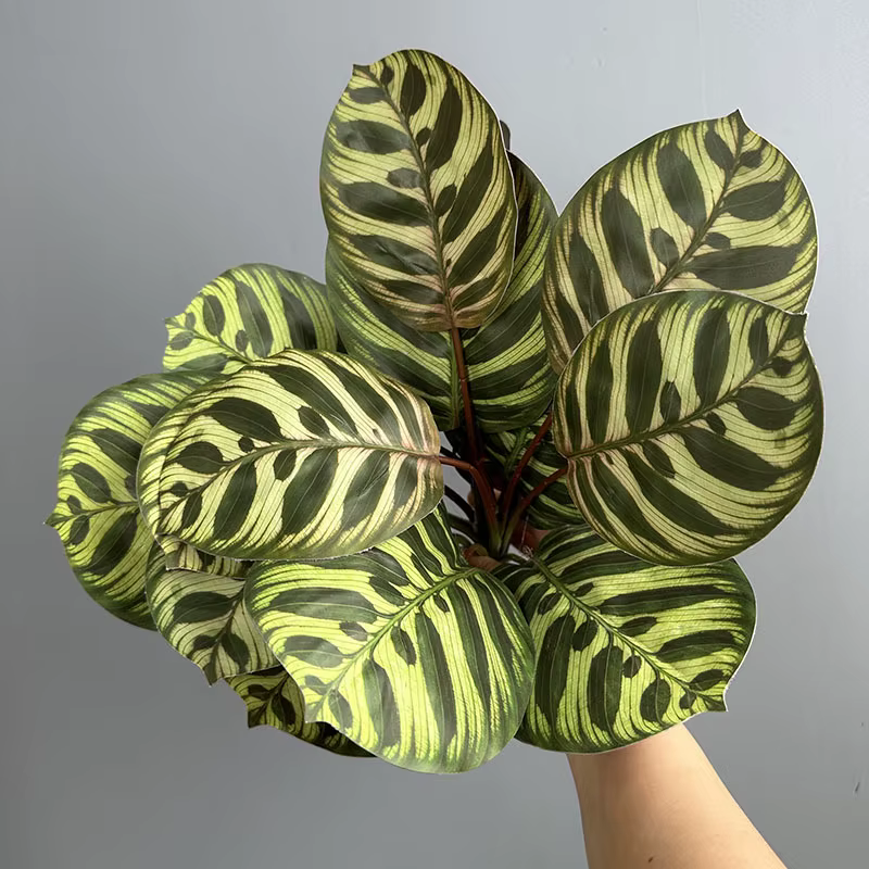 Lot de 6 plantes artificielles en plastique