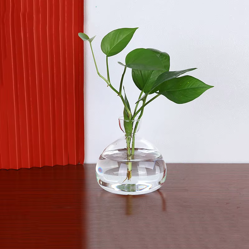 Vase de démarrage de graines d'avocat