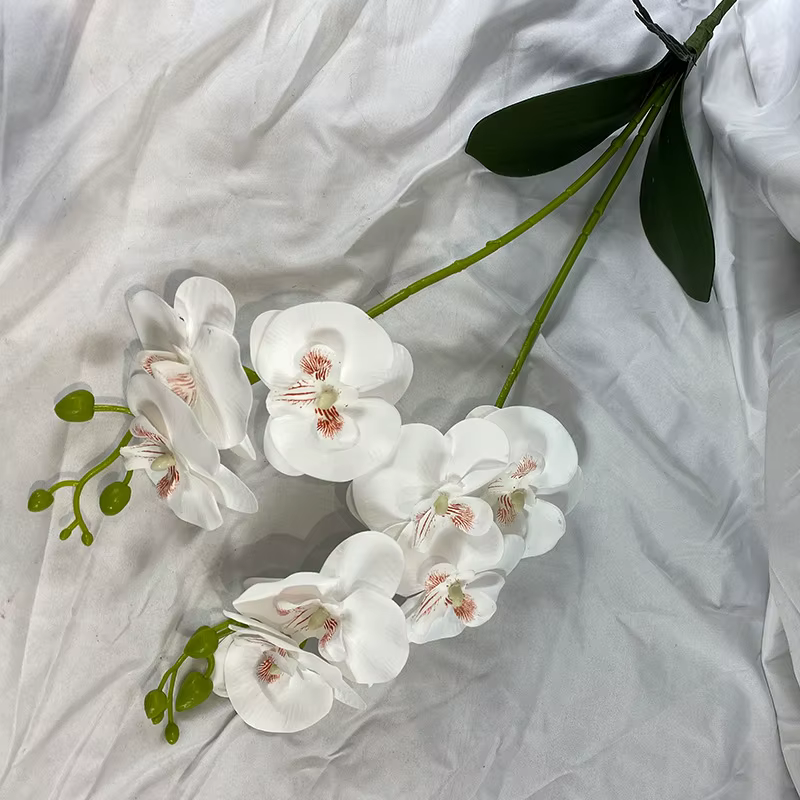 Orchidée papillon avec feuille
