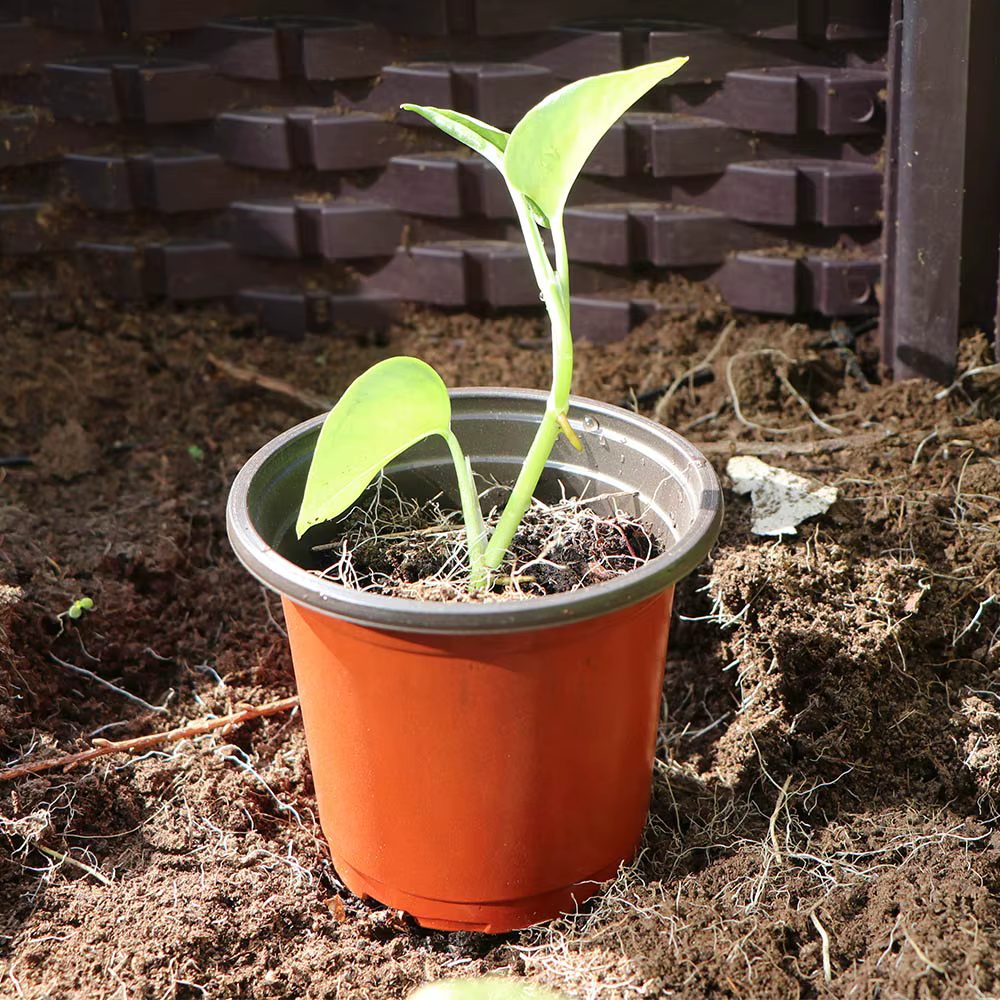 Pot de plantes de jardin
