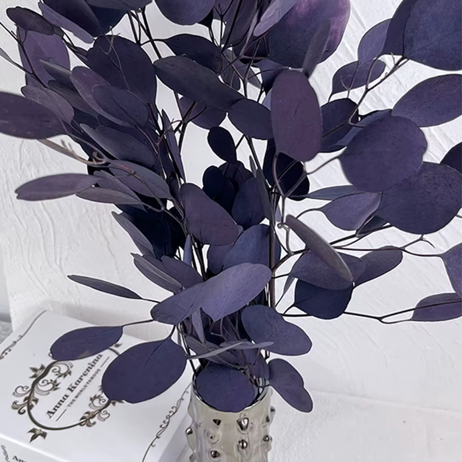 Feuilles rondes d'eucalyptus pour la décoration intérieure