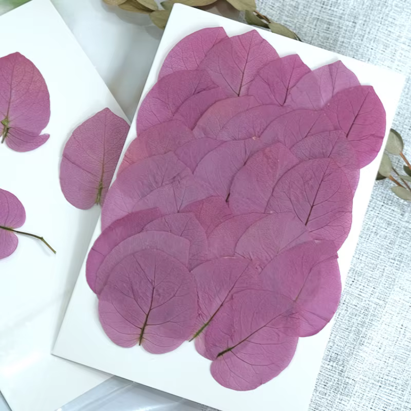 3-5cm/24 pièces, Fleurs de Bougainvillea Glabra pressées naturelles