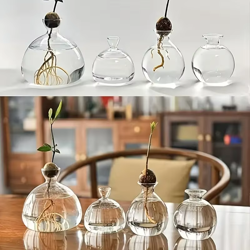 Vase d'avocat pour culture d'ampoule en verre