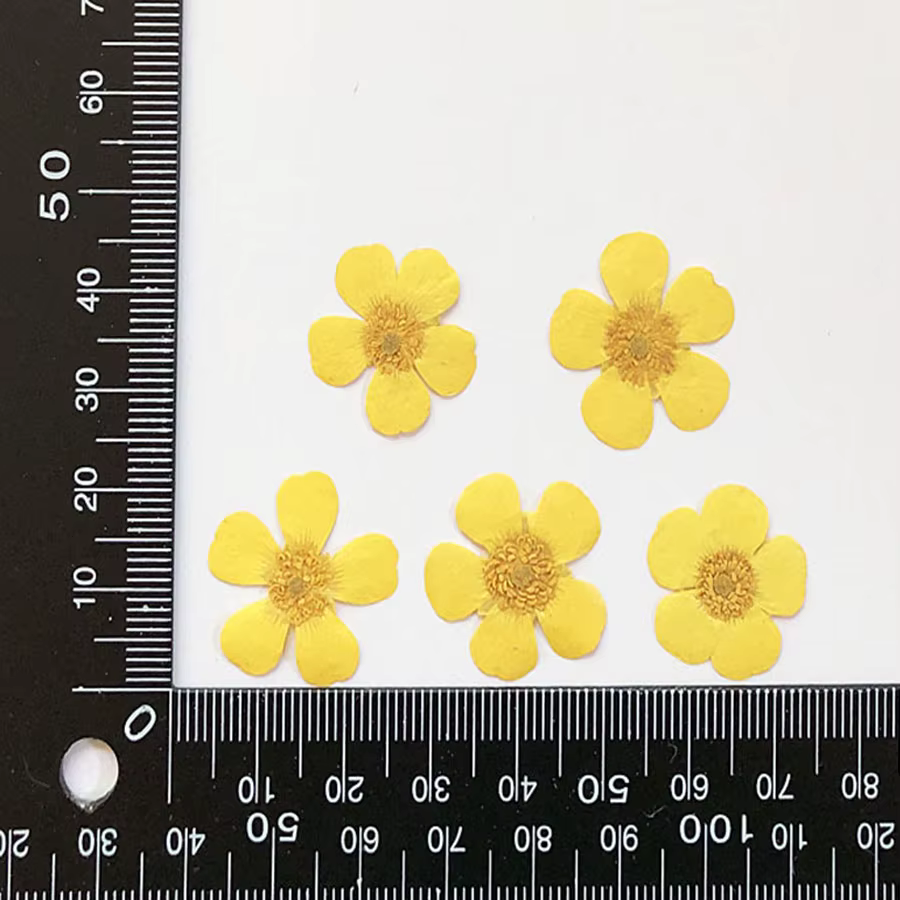 PMurcia Ranunculus jaune séché