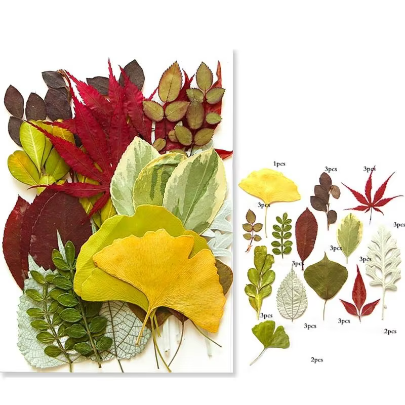 40ja Plante feuilles séchées pressées